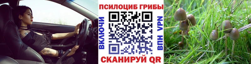 Галлюциногенные грибы Psilocybe Купить где Великие Луки